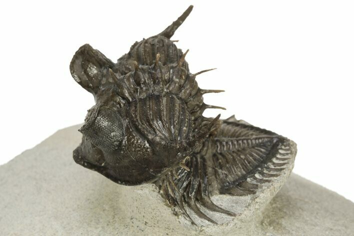 Tower Eyed Erbenochile Trilobite - Foum Zguid, Morocco #179615